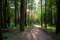 Old asphalt footpath in a park lit by sunlight