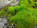 Old asphalt with moss