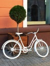 An old white bicycle parked near a pot with green tuya on the background of an orange wall of the house and a window