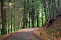 Old asphalt road through beech and conifer forest Royalty Free Stock Photo