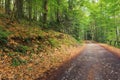 Old asphalt road through beech forest Royalty Free Stock Photo