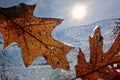 Leaves trapped in melting ice. Royalty Free Stock Photo