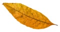 old autumn fallen leaf of ash tree isolated