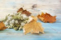 Old autumn maple leaf, bouquet of Lagurus ovatus and Briza Poaceae on the blue wooden table. Vintage style background. Herbarium. Royalty Free Stock Photo