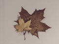 Old autumn maple leaves on gray paper background. Seasonal depression, melancholia, fall composition. Creative flatlay, top view,