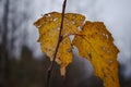 old autumn yellow leaf on a branch Royalty Free Stock Photo