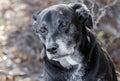 Old Back Labrador Retriever dog with gray muzzle Royalty Free Stock Photo