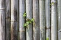 Old bamboo fence background with green leaves Royalty Free Stock Photo