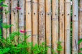 Old bamboo fence with flower in nature Royalty Free Stock Photo