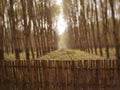 Old bamboo fence in a tropical country blurred background Royalty Free Stock Photo