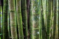Old bamboo tree forest texture