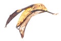 Old banana peel , isolated on white Royalty Free Stock Photo