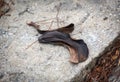 Old banana peel Royalty Free Stock Photo