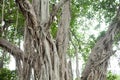 Old banyan tree