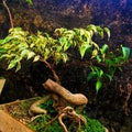 an old banyan tree with beautiful leaves and exotic stems and roots