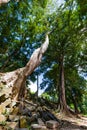 Old Banyan Tree of Beng Mealea Royalty Free Stock Photo