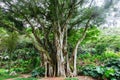 Old banyan tree in the botanical garden of Waimea Valley, Oahu, Hawaii