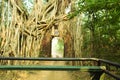 old Banyan tree covering gate of a abandon ancient fort