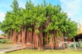 An old banyan tree on the grass at the temple in thailand Royalty Free Stock Photo