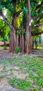 An old banyan tree grown in an Indian Park in Chandigarh