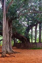 old banyan tree and its roots. Royalty Free Stock Photo