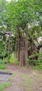 Old Banyan Tree with Large Roots in Indore Madhya Pradesh