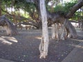 Old Banyan Tree located in Lahaina Maui Royalty Free Stock Photo