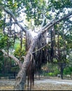 Old banyan tree in a open ground with religious important in india