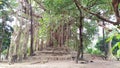 Old Banyan Tree at Shantiniketan, Bolpur Royalty Free Stock Photo