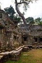 Old banyan tree towers over the ancient ruin of Ta Phrom temple, Angkor Wat, Cambodia