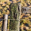 Old barbed wire on weathered fence post with lichen Royalty Free Stock Photo