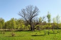 Old bare oak in spring time Royalty Free Stock Photo