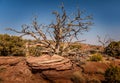 Old and bare tree on the cliff in the Dead Horse Point State Park Royalty Free Stock Photo