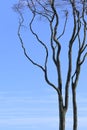 Old bare tree with curved branches against the blue sky, copy space Royalty Free Stock Photo