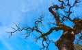 Old bare tree with fantastical curved branches Royalty Free Stock Photo