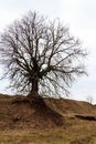 Old bare tree with powerful bare roots on cloudy day Royalty Free Stock Photo