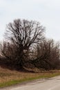Old bare tree with powerful bare roots on cloudy day Royalty Free Stock Photo