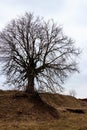 Old bare tree with powerful bare roots on cloudy day Royalty Free Stock Photo