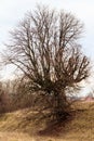 Old bare tree with powerful bare roots on cloudy day Royalty Free Stock Photo