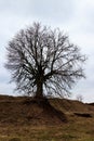 Old bare tree with powerful bare roots on cloudy day Royalty Free Stock Photo