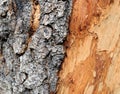 Old Bark