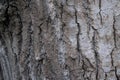 Old bark background in the park Royalty Free Stock Photo