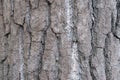 Old bark background in the park Royalty Free Stock Photo