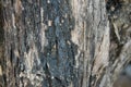 Old bark of pine tree Royalty Free Stock Photo