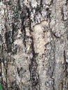 Old bark texture Royalty Free Stock Photo