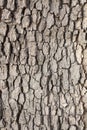 Old bark texture background uneven Royalty Free Stock Photo