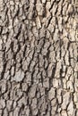 Old bark texture background uneven Royalty Free Stock Photo