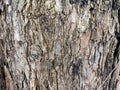 old bark texture Royalty Free Stock Photo