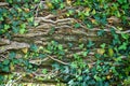 old bark texture with ivy plant Royalty Free Stock Photo