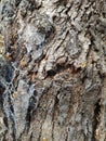 old bark texture. Spider webs Royalty Free Stock Photo